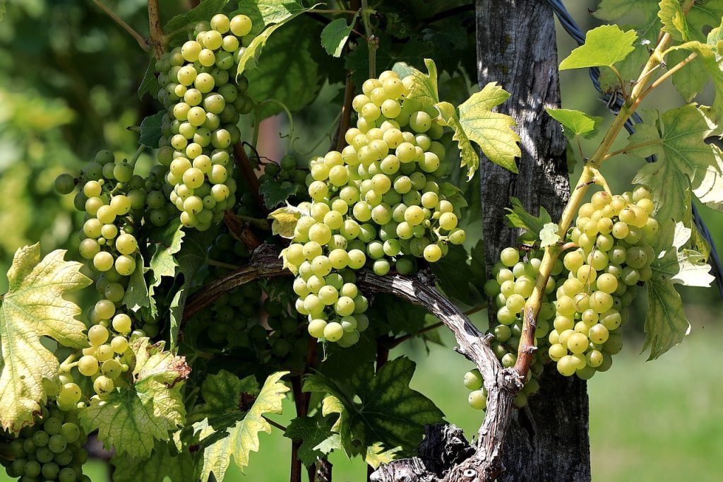 A Taste of Styria: En guide till regionens bästa vingårdar