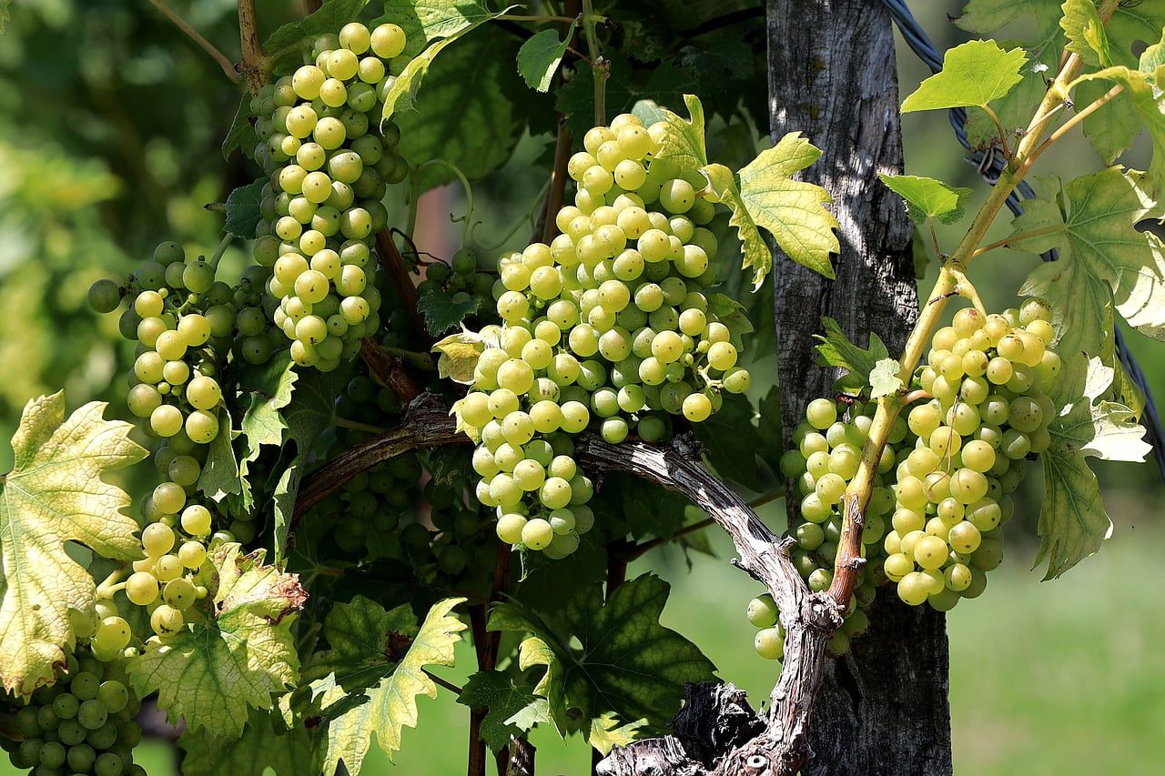 Utforskar hjärtat av Österrikes vinproduktion – en guide till vinerna i Steiermark!