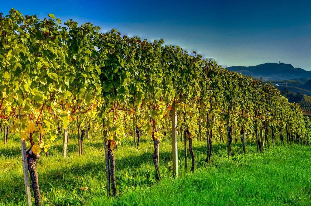 Utforskar hjärtat av Österrikes vinproduktion - en guide till vinerna i Steiermark!